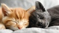 Two Cute Pets Sleeping Bed Royalty Free Stock Photo