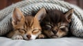 Two Cute Pets Sleeping Bed Royalty Free Stock Photo