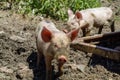 Two Cute Piglets Close Up