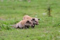 Two cute pigs Royalty Free Stock Photo