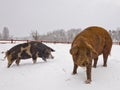 Two cute pigs in the snow Royalty Free Stock Photo