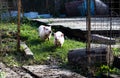 Two cute domestic pink Vietnamese pigs on a walk on an organic farm