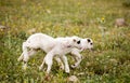 Two cute playful little lambs on meadow Royalty Free Stock Photo