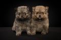 Two pomeranian puppy dogs sitting together looking at the camera on a black background Royalty Free Stock Photo