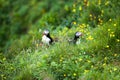 Two cute Puffins birds sitting in the flowers, Iceland Royalty Free Stock Photo
