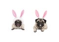 Two cute pug puppy dogs, dressed up as easter bunnies, hanging with paws on white banner