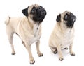 Two Cute Pugs