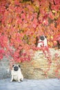 Two cute pugs dogs sit in bright autumn leaves of wild grapes