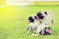 Two cute Pugs in garden Royalty Free Stock Photo