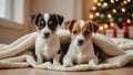 Two cute puppies of breed Jack Russell Terrier on the background of a Christmas tree. Royalty Free Stock Photo