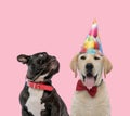 Two cute puppies on pink background