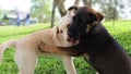 Two playful puppies