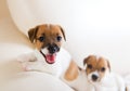 Two cute puppies playing on a sofa