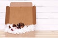 Two cute puppies sleeping in a gift box Royalty Free Stock Photo