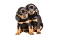 Two cute puppies slovakian hund sit cuddled up to each other Royalty Free Stock Photo