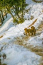 Two Cute Puppies In Snow Day At Their way To Home Royalty Free Stock Photo