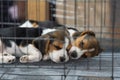 Two cute puppy beagle puppies sleeping in a cage in the animal store