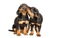 Two cute puppy breed Slovakian Hund playing together Royalty Free Stock Photo