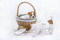 Two cute puppy jack russell terriers are playing. One puppy sits in a basket, the other sniffs a glomerulus. . Greeting card