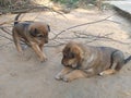 Two cute puppy playing on floor Royalty Free Stock Photo