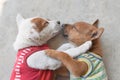 Two cute puppy wearing shirt sleeping due the cold weather. Royalty Free Stock Photo