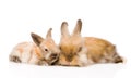 Two cute rabbits in front. isolated on white background Royalty Free Stock Photo