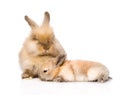 Two cute rabbits. isolated on white background