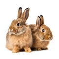 Two cute rabbits isolated on white background,  Studio shot,  Easter bunny Royalty Free Stock Photo