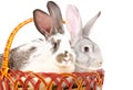 Two cute rabbits sitting in a basket
