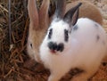 Two cute rabbits are sitting pressed against each other. White and beige rabbit are sitting on the hay Royalty Free Stock Photo