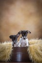 Two cute Rat Terrier puppies Royalty Free Stock Photo