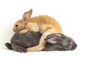 Two Cute red brown and gray rex rabbits isolated on white background Royalty Free Stock Photo