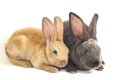 Two Cute red brown and gray rex rabbits isolated on white background Royalty Free Stock Photo