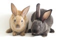 Two Cute red brown and gray rex rabbits isolated on white Royalty Free Stock Photo