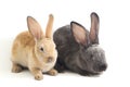 Two Cute red brown and gray rex rabbits isolated on white Royalty Free Stock Photo