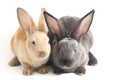 Two Cute red brown and gray rex rabbits isolated on white Royalty Free Stock Photo