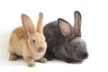 Two Cute red brown and gray rex rabbits isolated on white Royalty Free Stock Photo