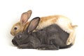 Two Cute red brown and gray rex rabbits isolated on white Royalty Free Stock Photo