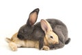 Two Cute red brown and gray rex rabbits isolated on white Royalty Free Stock Photo