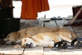 Two cute red dogs sleeping on the wooden porch
