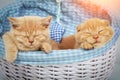 Two cute red kittens sleeping in a basket Royalty Free Stock Photo
