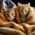 Two cute red kittens under a warm blanket