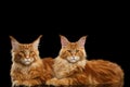 Two Cute Red Maine Coon Cats Lying, Isolated Black Background Royalty Free Stock Photo