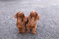 Two cute red miniature long-haired dachshunds standing outdoors looking up with crooked smile