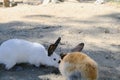 Two cute red and white rabbits sleeping in a cage at the zoo Royalty Free Stock Photo