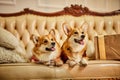 Two cute red-white welsh corgi pembroke in New Year's clothes sitting on sofa with gift boxes