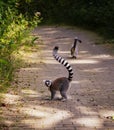 Cute ring-tailed lemurs walking on a narrow forest pathway, one of them looking at the viewer Royalty Free Stock Photo