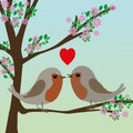 Two cute robins in love