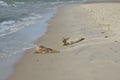 Cute seals at the sandy shore