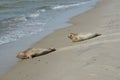 Cute seals at the sandy shore